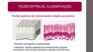 TECIDO EPITELIAL: CLASSIFICAÇÃO
 
