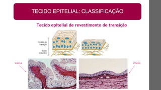 TECIDO EPITELIAL: CLASSIFICAÇÃO
vazia cheia
 