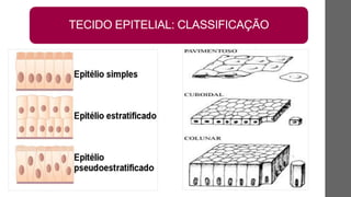 TECIDO EPITELIAL: CLASSIFICAÇÃO
 