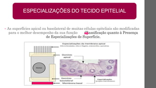 • As superfícies apical ou basolateral de muitas células epiteliais são modificadas
para o melhor desempenho da sua função Classificação quanto à Presença
de Especializações de Superfície.
ESPECIALIZAÇÕES DO TECIDO EPITELIAL
 