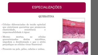 • Células diferenciadas do tecido epitelial
que sintetizam queratina que promovem
elasticidade, resistência e
impermeabilidade à água;
• Mesmo mortas, as células
queratinizadas detêm micróbios,
impedem a desidratação e que o atrito
prejudique as células vivas (barreira);
• Presente na pele, pêlos, cabelos e unhas.
ESPECIALIZAÇÕES
QUERATINA
 