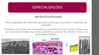 • São evaginações da superfície apical da célula que aumentam a superfície de
absorção.
• Pequenos microvilos são encontrados na superfície da maioria das células, mas
são mais desenvolvidos nas células absortivas, como as dos túbulos renais e as
do intestino delgado.
ESPECIALIZAÇÕES
MICROVILOSIDADES
 