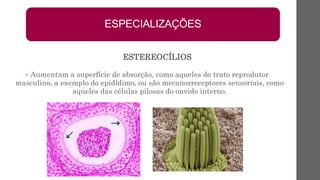 • Aumentam a superfície de absorção, como aqueles do trato reprodutor
masculino, a exemplo do epidídimo, ou são mecanorreceptores sensoriais, como
aqueles das células pilosas do ouvido interno.
ESPECIALIZAÇÕES
ESTEREOCÍLIOS
 