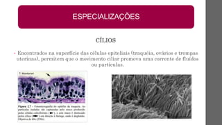 • Encontrados na superfície das células epiteliais (traquéia, ovários e trompas
uterinas), permitem que o movimento ciliar promova uma corrente de fluídos
ou partículas.
ESPECIALIZAÇÕES
CÍLIOS
 