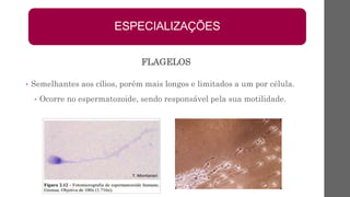 • Semelhantes aos cílios, porém mais longos e limitados a um por célula.
• Ocorre no espermatozoide, sendo responsável pela sua motilidade.
ESPECIALIZAÇÕES
FLAGELOS
 