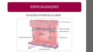 ESPECIALIZAÇÕES
JUNÇÕES INTERCELULARES
Interdigitações
 