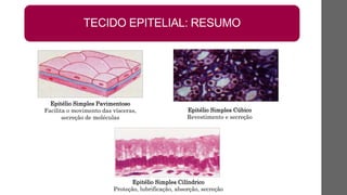 TECIDO EPITELIAL: RESUMO
Epitélio Simples Cúbico
Revestimento e secreção
Epitélio Simples Pavimentoso
Facilita o movimento das vísceras,
secreção de moléculas
Epitélio Simples Cilíndrico
Proteção, lubrificação, absorção, secreção
 