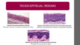 TECIDO EPITELIAL: RESUMO
Epitélio Pseudoestratificado Ciliado
Proteção, secreção, transporte mediado por cílios.
Epitélio Estratificado Pavimentoso Queratinizado
Proteção, Previne perda de água
Epitélio Estratificado Pavimentoso Não Queratinizado
Facilita o movimento das vísceras, secreção de moléculas
 