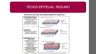 TECIDO EPITELIAL: RESUMO
 