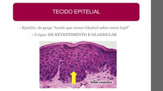 • Epitélio, do grego “tecido que cresce (theleo) sobre outro (epi)”
• 2 tipos: DE REVESTIMENTO E GLANDULAR
TECIDO EPITELIAL
 