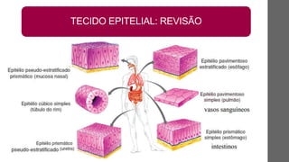 TECIDO EPITELIAL: REVISÃO
 