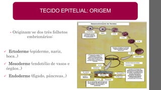 • Originam-se dos três folhetos
embrionários:
 Ectoderme (epiderme, nariz,
boca..)
 Mesoderme (endotélio de vasos e
órgãos..)
 Endoderme (fígado, pâncreas..)
TECIDO EPITELIAL: ORIGEM
 