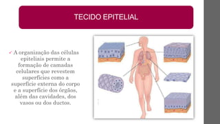  A organização das células
epiteliais permite a
formação de camadas
celulares que revestem
superfícies como a
superfície externa do corpo
e a superfície dos órgãos,
além das cavidades, dos
vasos ou dos ductos.
TECIDO EPITELIAL
 