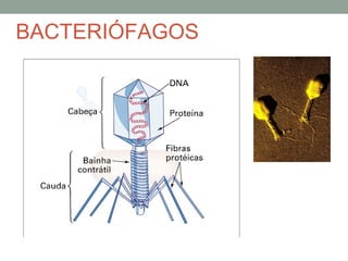 BACTERIÓFAGOS
 