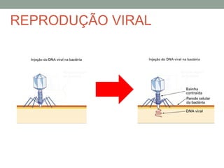 REPRODUÇÃO VIRAL
 