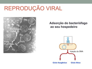 Adsorção do bacteriófago
ao seu hospedeiro
REPRODUÇÃO VIRAL
 