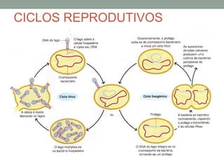CICLOS REPRODUTIVOS
 