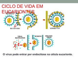 O vírus pode entrar por endocitose na célula eucarionte.
CICLO DE VIDA EM
EUCARIONTES
 