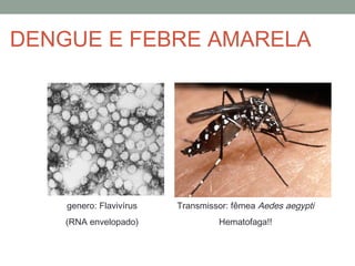DENGUE E FEBRE AMARELA
genero: Flavivírus
(RNA envelopado)
Transmissor: fêmea Aedes aegypti
Hematofaga!!
 