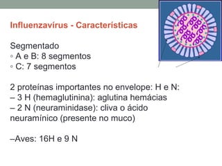 Influenzavírus - Características
Segmentado
◦ A e B: 8 segmentos
◦ C: 7 segmentos
2 proteínas importantes no envelope: H e N:
– 3 H (hemaglutinina): aglutina hemácias
– 2 N (neuraminidase): cliva o ácido
neuramínico (presente no muco)
–Aves: 16H e 9 N
 