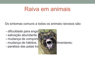 Os sintomas comuns a todos os animais raivosos são:
- dificuldade para engolir;
- salivação abundante;
- mudança de comportamento;
- mudança de hábitos, inclusive os alimentares;
- paralisia das patas traseiras.
Raiva em animais
 