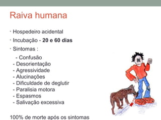 Raiva humana
• Hospedeiro acidental
• Incubação - 20 e 60 dias
• Sintomas :
- Confusão
- Desorientação
- Agressividade
- Alucinações
- Dificuldade de deglutir
- Paralisia motora
- Espasmos
- Salivação excessiva
100% de morte após os sintomas
 