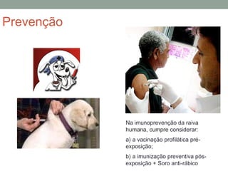 Prevenção
Na imunoprevenção da raiva
humana, cumpre considerar:
a) a vacinação profilática pré-
exposição;
b) a imunização preventiva pós-
exposição + Soro anti-rábico
 