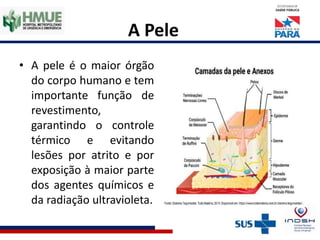 A Pele
• A pele é o maior órgão
do corpo humano e tem
importante função de
revestimento,
garantindo o controle
térmico e evitando
lesões por atrito e por
exposição à maior parte
dos agentes químicos e
da radiação ultravioleta.
 