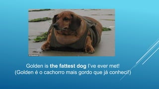 Golden is the fattest dog I’ve ever met!
(Golden é o cachorro mais gordo que já conheci!)
 