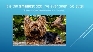 It is the smallest dog I’ve ever seen! So cute!
(É o cachorro mais pequeno que eu já vi ! Tão fofo!)
 