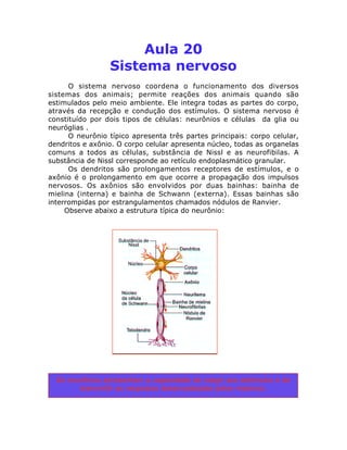 Aula 20
Sistema nervoso
O sistema nervoso coordena o funcionamento dos diversos
sistemas dos animais; permite reações dos ...