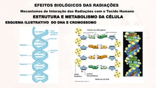 ESQUEMA ILUSTRATIVO DO DNA E CROMOSSOMO
ESTRUTURA E METABOLISMO DA CÉLULA
EFEITOS BIOLÓGICOS DAS RADIAÇÕES
Mecanismos de Interação das Radiações com o Tecido Humano
 