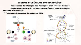 EFEITOS BIOLÓGICOS
 Tipos mais frequentes de lesões do DNA
ETAPAS DA PRODUÇÃO DO EFEITO BIOLÓGICO PELA RADIAÇÃO
EFEITOS BIOLÓGICOS DAS RADIAÇÕES
Mecanismos de Interação das Radiações com o Tecido Humano
 