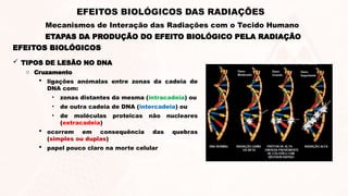 EFEITOS BIOLÓGICOS
 TIPOS DE LESÃO NO DNA
o Cruzamento
 ligações anómalas entre zonas da cadeia de
DNA com:
• zonas distantes da mesma (intracadeia) ou
• de outra cadeia de DNA (intercadeia) ou
• de moléculas proteicas não nucleares
(extracadeia)
 ocorrem em consequência das quebras
(simples ou duplas)
 papel pouco claro na morte celular
ETAPAS DA PRODUÇÃO DO EFEITO BIOLÓGICO PELA RADIAÇÃO
EFEITOS BIOLÓGICOS DAS RADIAÇÕES
Mecanismos de Interação das Radiações com o Tecido Humano
 