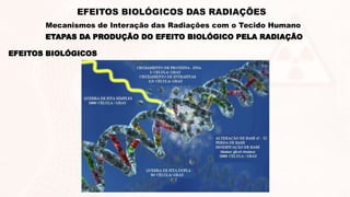 EFEITOS BIOLÓGICOS
ETAPAS DA PRODUÇÃO DO EFEITO BIOLÓGICO PELA RADIAÇÃO
EFEITOS BIOLÓGICOS DAS RADIAÇÕES
Mecanismos de Interação das Radiações com o Tecido Humano
 
