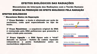 EFEITOS BIOLÓGICOS
 Mecanismo Básico de Reparação
1ª Etapa Excisão – a lesão é eliminada por ação de
nucleases, cada qual especializada no tipo de
lesão.
2ª Etapa Ressíntese – a sequência original do DNA
é restaurada pela DNA polimerase que preenche o
vazio criado pela excisão.
3ª Etapa Ligação - a DNA ligase sela o “nick”
deixado no açúcar / fosfato da cadeia reparada
refazendo-se a ponte fosfodiéster entre os
nucleotídeos adjacentes
ETAPAS DA PRODUÇÃO DO EFEITO BIOLÓGICO PELA RADIAÇÃO
EFEITOS BIOLÓGICOS DAS RADIAÇÕES
Mecanismos de Interação das Radiações com o Tecido Humano
 