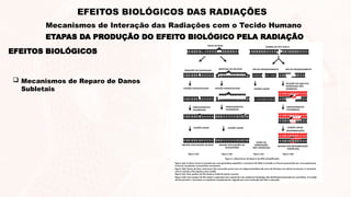 EFEITOS BIOLÓGICOS
 Mecanismos de Reparo de Danos
Subletais
ETAPAS DA PRODUÇÃO DO EFEITO BIOLÓGICO PELA RADIAÇÃO
EFEITOS BIOLÓGICOS DAS RADIAÇÕES
Mecanismos de Interação das Radiações com o Tecido Humano
 