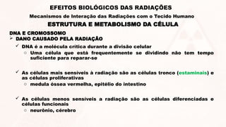 DNA E CROMOSSOMO
 DANO CAUSADO PELA RADIAÇÃO
 DNA é a molécula crítica durante a divisão celular
o Uma célula que está frequentemente se dividindo não tem tempo
suficiente para reparar-se
 As células mais sensíveis à radiação são as células tronco (estaminais) e
as células proliferativas
o medula óssea vermelha, epitélio do intestino
 As células menos sensíveis a radiação são as células diferenciadas e
células funcionais
o neurônio, cérebro
ESTRUTURA E METABOLISMO DA CÉLULA
EFEITOS BIOLÓGICOS DAS RADIAÇÕES
Mecanismos de Interação das Radiações com o Tecido Humano
 