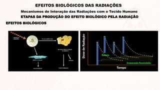 EFEITOS BIOLÓGICOS
ETAPAS DA PRODUÇÃO DO EFEITO BIOLÓGICO PELA RADIAÇÃO
EFEITOS BIOLÓGICOS DAS RADIAÇÕES
Mecanismos de Interação das Radiações com o Tecido Humano
 