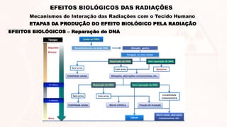 EFEITOS BIOLÓGICOS – Reparação do DNA
ETAPAS DA PRODUÇÃO DO EFEITO BIOLÓGICO PELA RADIAÇÃO
EFEITOS BIOLÓGICOS DAS RADIAÇÕES
Mecanismos de Interação das Radiações com o Tecido Humano
 