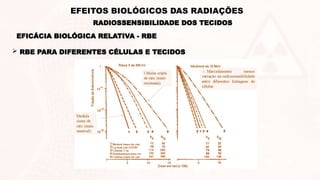  RBE PARA DIFERENTES CÉLULAS E TECIDOS
EFICÁCIA BIOLÓGICA RELATIVA - RBE
RADIOSSENSIBILIDADE DOS TECIDOS
EFEITOS BIOLÓGICOS DAS RADIAÇÕES
 