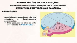 CICLO CELULAR
 As células dos organismos não tem
estrutura e funcionamento
permanentes.
o Elas possuem um ciclo de vida,
denominado de Ciclo Celular.
ESTRUTURA E METABOLISMO DA CÉLULA
EFEITOS BIOLÓGICOS DAS RADIAÇÕES
Mecanismos de Interação das Radiações com o Tecido Humano
 