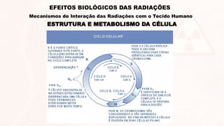 ESTRUTURA E METABOLISMO DA CÉLULA
EFEITOS BIOLÓGICOS DAS RADIAÇÕES
Mecanismos de Interação das Radiações com o Tecido Humano
 