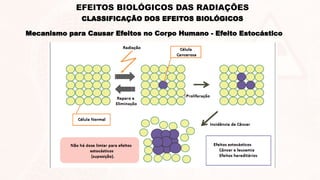 Mecanismo para Causar Efeitos no Corpo Humano - Efeito Estocástico
CLASSIFICAÇÃO DOS EFEITOS BIOLÓGICOS
EFEITOS BIOLÓGICOS DAS RADIAÇÕES
 