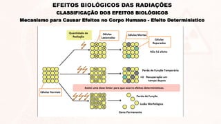 Mecanismo para Causar Efeitos no Corpo Humano - Efeito Determinístico
CLASSIFICAÇÃO DOS EFEITOS BIOLÓGICOS
EFEITOS BIOLÓGICOS DAS RADIAÇÕES
 