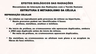 REPRODUÇÃO CELULAR
 As células se reproduzem pelo processo de mitose ou bipartição.
 Neste processo podem ser identificadas 4 fases:
o prófase, metáfase, anáfase e telófase.
 No início da prófase, os cromossomos não aparecem duplicados, embora
o DNA seja duplicado antes do início da mitose.
 No meio da prófase, os cromossomos aparecem duplicados.
 Na metáfase, os cromossomos se alinham num plano e se acoplam às
fibras do fuso mitótico.
ESTRUTURA E METABOLISMO DA CÉLULA
EFEITOS BIOLÓGICOS DAS RADIAÇÕES
Mecanismos de Interação das Radiações com o Tecido Humano
 