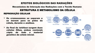REPRODUÇÃO CELULAR
 Os cromossomos se separam e
se movem para os polos da
célula, durante a anáfase.
 Ao final da telófase surgem duas
células filhas, ambas contendo
cópia de todo o material
genético da célula inicial.
ESTRUTURA E METABOLISMO DA CÉLULA
EFEITOS BIOLÓGICOS DAS RADIAÇÕES
Mecanismos de Interação das Radiações com o Tecido Humano
 