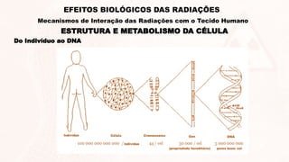 Do Indivíduo ao DNA
ESTRUTURA E METABOLISMO DA CÉLULA
EFEITOS BIOLÓGICOS DAS RADIAÇÕES
Mecanismos de Interação das Radiações com o Tecido Humano
 