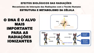 O DNA É O ALVO
MAIS
IMPORTANTE
PARA AS
RADIAÇÕES
IONIZANTES
ESTRUTURA E METABOLISMO DA CÉLULA
EFEITOS BIOLÓGICOS DAS RADIAÇÕES
Mecanismos de Interação das Radiações com o Tecido Humano
 