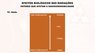 10. Idade
EFEITOS BIOLÓGICOS DAS RADIAÇÕES
FATORES QUE AFETAM A RADIOSSENSIBILIDADE
 